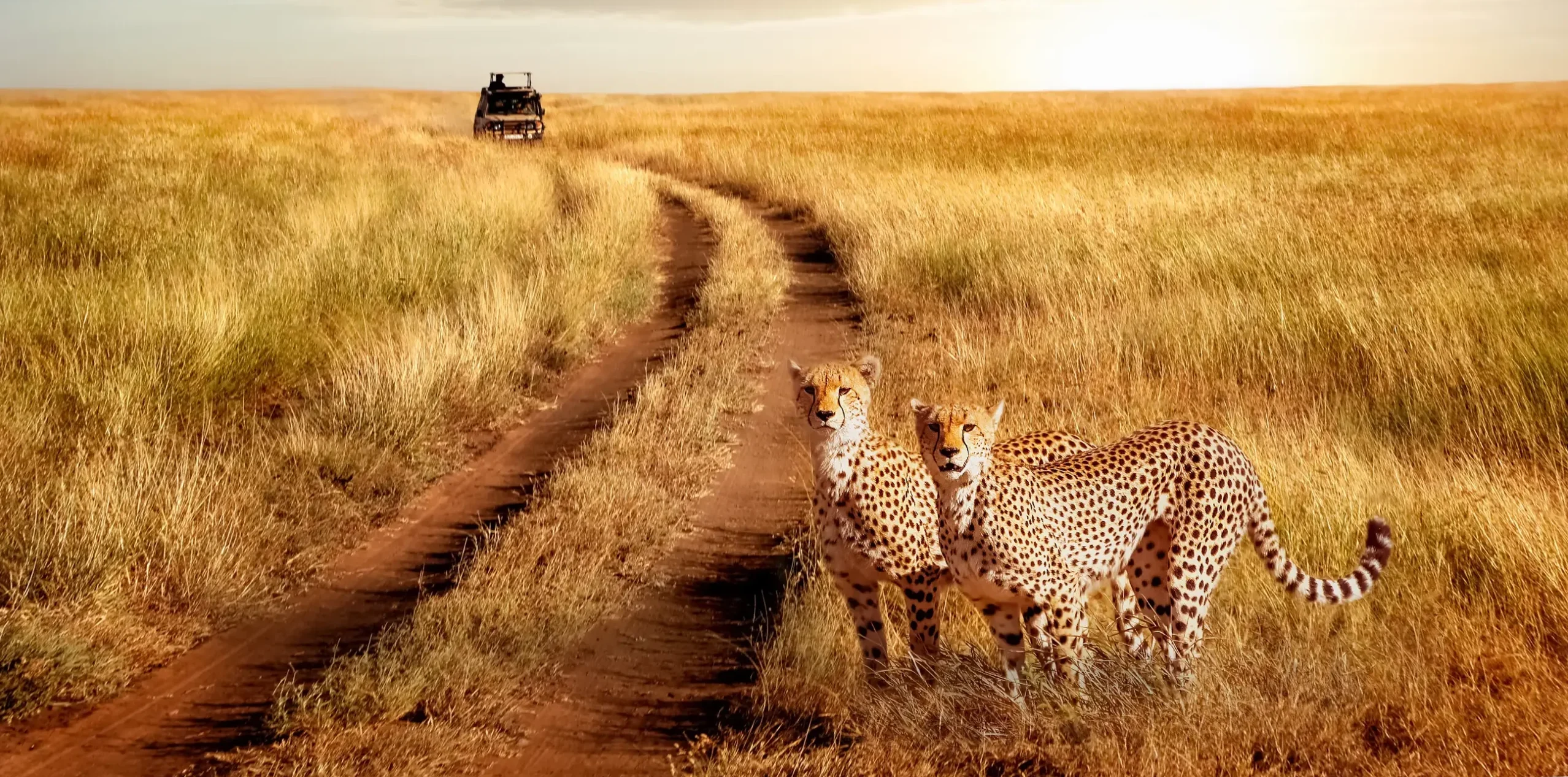 Read more about the article Tanzania
